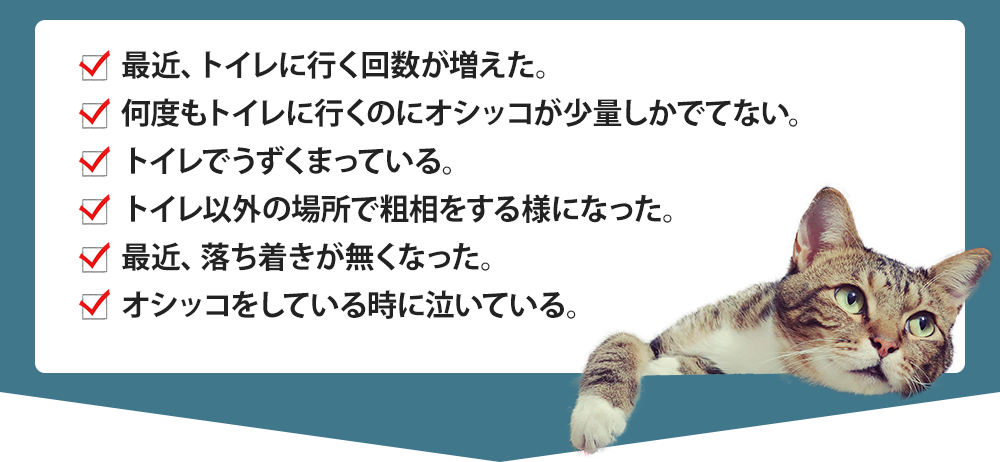 最近、トイレに行く回数が増えた。
何度もトイレに行くのにオシッコが少量しかでてない。
トイレでうずくまっている。
トイレ以外の場所で粗相をする様になった。
最近、落ち着きが無くなった。
オシッコをしている時に泣いている。