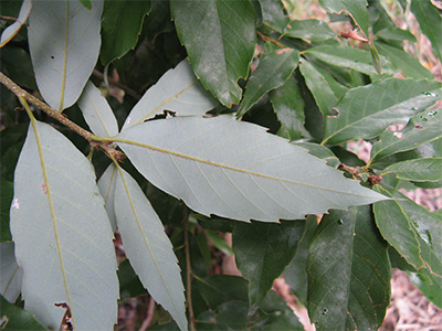 ウラジロガシの葉